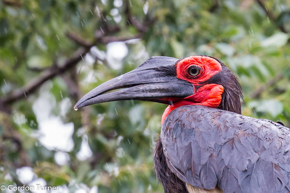 <h2>The Best of South Africa Escorted 2019</h2>Kruger Safari, Cape Town, the Winelands & Garden Route | 14 Nights | 5 Rounds | February 23 - March 9